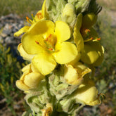 Mullein (Verbascum thapsus)